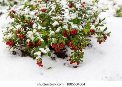 Vaccinium Vitis Idaea Koralle In The Garden With Berries Under The Snow