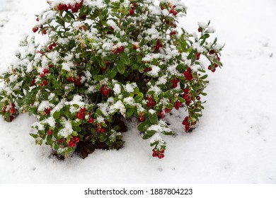 Vaccinium Vitis Idaea Koralle In The Garden With Berries Under The Snow