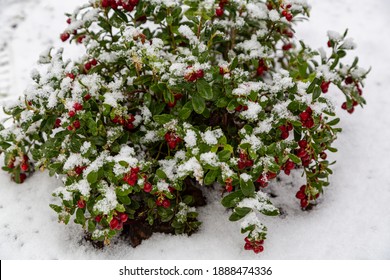 Vaccinium Vitis Idaea Koralle In The Garden With Berries Under The Snow