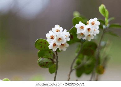 Vaccinium vitis-idaea, family Ericaceae. Pale pink lingonberry flowers in the forest in spring.