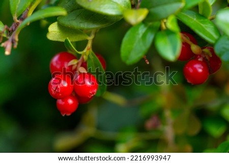 Vaccinium vitis-idaea (lingonberry, partridgeberry or cowberry). Fresh lingonberry in garden. Close up.