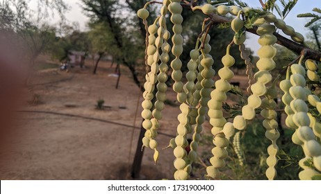 les fruits de Vachellia nilotica communément appelés gommier arabique, babul, thorn mimosa, acacia égyptienne ou acacia épineuse sont un arbre de la famille Fabaceae