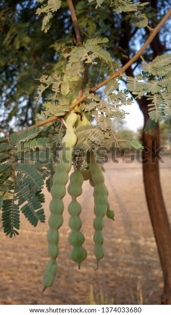 アラビアガム アラビアノキ バブール トーンミモサ エジプトアカシア トゲアカシアとして一般に知られるバチェリアは ファブセア科の木である の写真素材 今すぐ編集