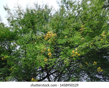 Vachellia nilotica, gum arabic tree 