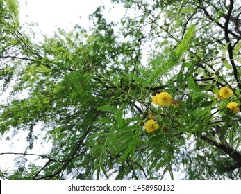 Gum Arabic Tree Images Stock Photos Vectors Shutterstock