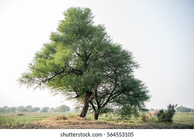 Vachellia nilotica or gum arabic tree, Salunkwadi, Ambajogai Beed, Maharashtra, India, southeast, Asia.