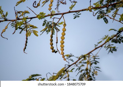 434 Vachellia Nilotica Images, Stock Photos & Vectors | Shutterstock