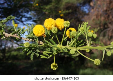 Acacia Nilotica High Res Stock Images Shutterstock