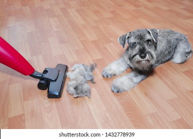 Vacuum Cleaner, Ball Of Wool Hair Of Pet Coat And Schnauzer Dog On The Floor.   Shedding Of Pet Hair, Cleaning.