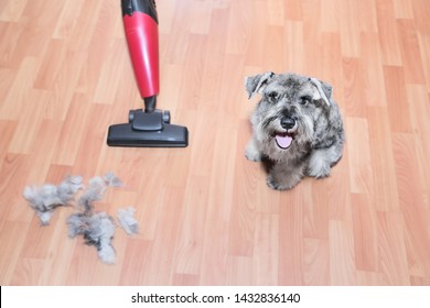 Vacuum Cleaner, Ball Of Wool Hair Of Pet Coat And Schnauzer Dog On The Floor.   Shedding Of Pet Hair, Cleaning.