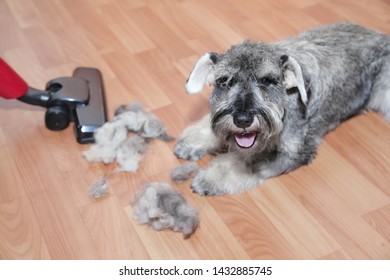 Vacuum Cleaner, Ball Of Wool Hair Of Pet Coat And Schnauzer Dog On The Floor.   Shedding Of Pet Hair, Cleaning.