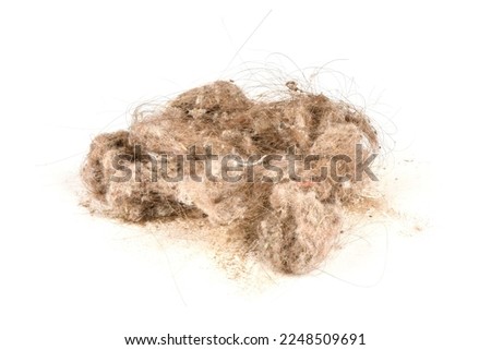 Vacuum cleaner dust isolated on white background. High resolution photo. Full depth of field.