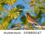 Vadnais Heights, Minnesota. American Robin, Turdus migratorius framed in a beautiful setting singing in a tree.