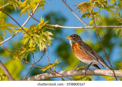 Vadnais Heights, Minnesota. American Robin, Turdus migratorius framed in a beautiful setting singing in a tree. - Powered by Shutterstock