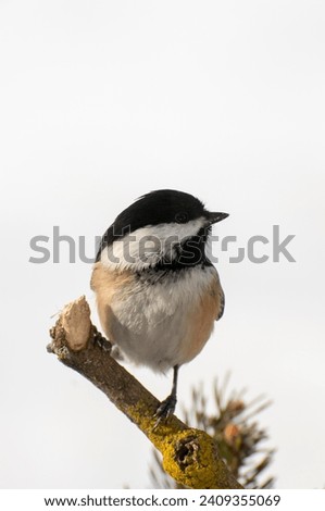 Vadnais Heights, Minnesota.  Black-capped Chickadee, Poecile atricapillus in winter with white background.