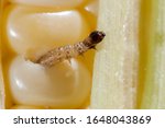 Vadnais Heights, Minnesota.  European corn borer larva (Ostrinia nubilalis) chewing his way through an ear of corn.