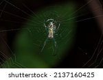 Vadnais Heights, Minnesota.  John H. Allison forest. Orchard Orbweaver spider, Leucauge venusta in its web.