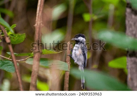 Vadnais Heights, Minnesota.  John H. Allison forest. A scraggly looking Black-capped Chickadee, Poecile atricapillus hanging on to a branch in the forest. Stock foto © 