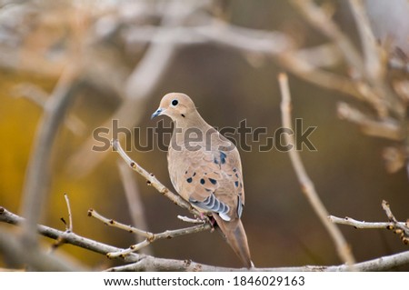 Vadnais Heights, Minnesota.  Male Mourning dove, Zenaida macroura, perched in a tree branch in the fall.