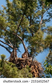 Vadnais Heights,  Minnesota.  A pair Bald Eagle chicks, Haliaeetus leucocephalus looking out of their nest. 