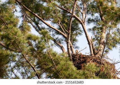 Vadnais Heights,  Minnesota.  A pair of Bald Eagle chicks  Haliaeetus leucocephalus looking out of their nest.