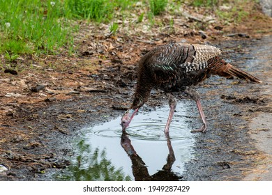 Vadnais Heights, Minnesota.   Wild Turkey, Meleagris Gallopavo Drinking Water From A Puddle.