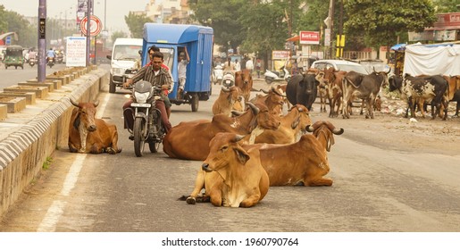 Vadodara, Gujarat, India, 31 July 2016 - Cow on the busy streets of Vadodara, Gujarat, India