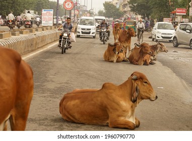 Vadodara, Gujarat, India, 31 July 2016 - Cow on the busy streets of Vadodara, Gujarat, India