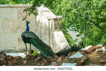 Vadodara, Gujarat, India-31 JULY,2016 Indian National bird Peacock at  Vadodara CitiVadodara, Gujarat, India