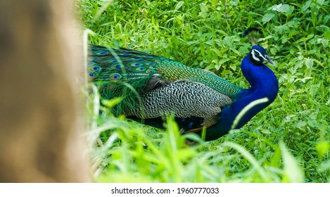 Vadodara, Gujarat, India-31 JULY,2016 Indian National bird Peacock at  Vadodara CitiVadodara, Gujarat, India