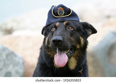 VADSTENA, SWEDEN- 5 SEPTEMBER 2019:
Schäfern Tass, 6-year-old police dog from Lidköping, during Swedish Championships in Police-dog.
Photo Jeppe Gustafsson