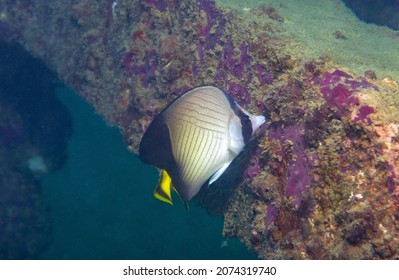 The vagabond butterflyfish, also known as the crisscross butterflyfish, is a species of marine ray-finned fish, a butterflyfish belonging to the family Chaetodontidae. It is found in the Indo-Pacific 