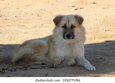 Fortov alder Duke Vagabond dog Images, Stock Photos & Vectors | Shutterstock