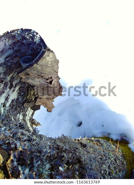 Vague Une Dun Tronc De Bouleau Stock Photo Edit Now