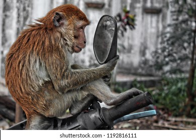 A Vain Monkey Looks In A Mirror