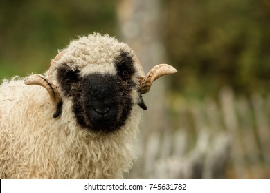 Valais Black Nose With Soft Bokeh