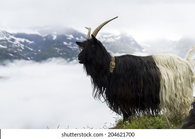 swiss alpine goat