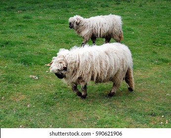 Valais Black-nose Sheep