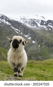 Valais Blacknose Sheeps in the Swiss Alps near Zermatt   Animal / Mountain Background