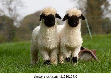 Valais Blacknose Twin Ram Lambs