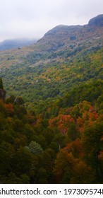 Valdivian Forest In Chillan Chile