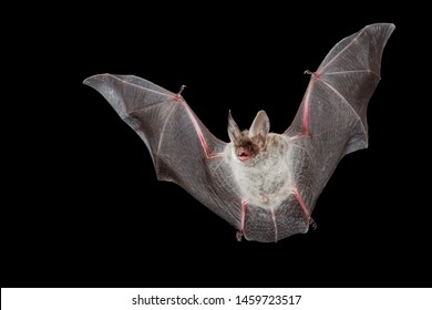 Vale Vleermuis vliegend, Greater Mouse-eared Bat flying