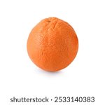   Valencia Navel Oranges  on white background