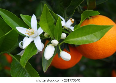 Valencian orange and orange blossoms