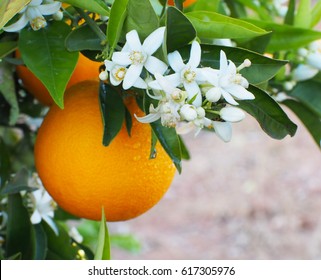 Valencian orange and orange blossoms after rein with water drops. Spain.Spring