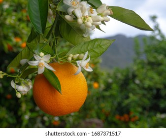 Valencian orange and orange blossoms. Spain. Spring harvest