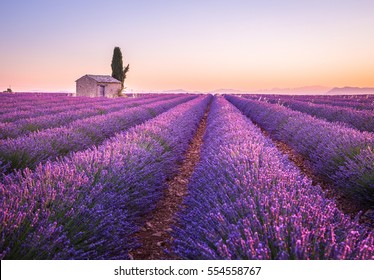 Valensole lavender fields, Provence, France - Shutterstock ID 554558767
