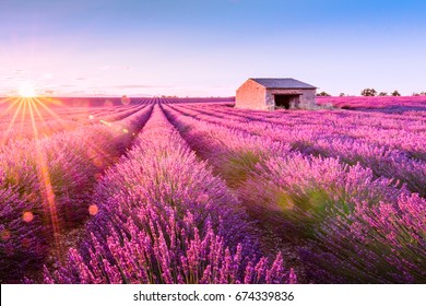 Valensole, Lavender Fields In A Summer Day, Provence, France. Sunset