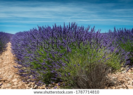 Similar – Lavender I Environment