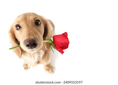 Valentine Dachshund puppy dog, holding a single red rose. Valentine's day love concept. 